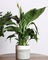 Spathiphyllum plant